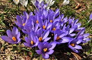 81 Splendido bouquet di Crocus vernus violetti 